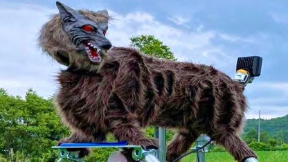 Wildtierabwehr: Wolfsroboter gegen Bärenangriffe werden knapp