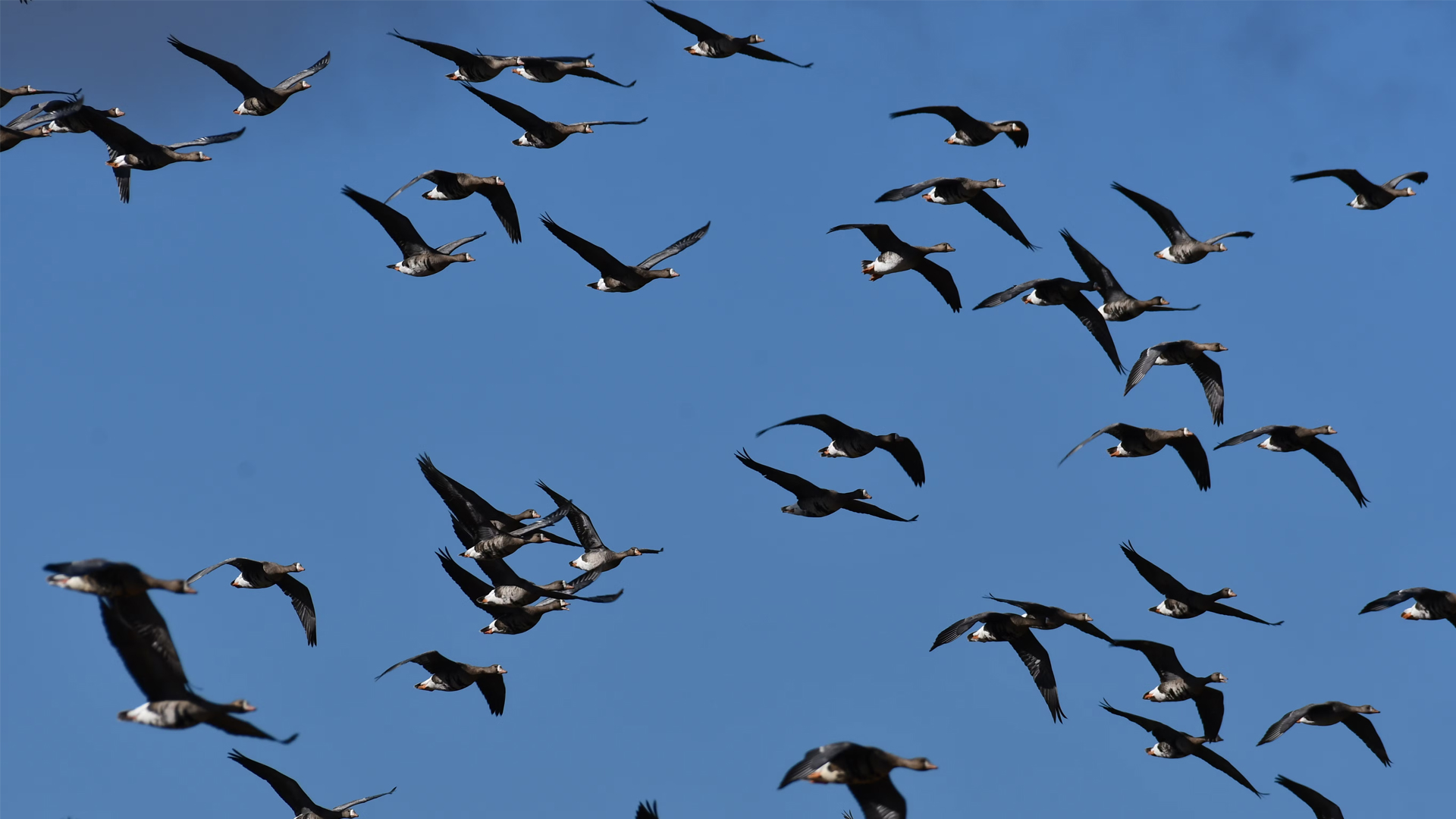 Bird flocks seem to break Newton’s laws, physicists have found a workaround