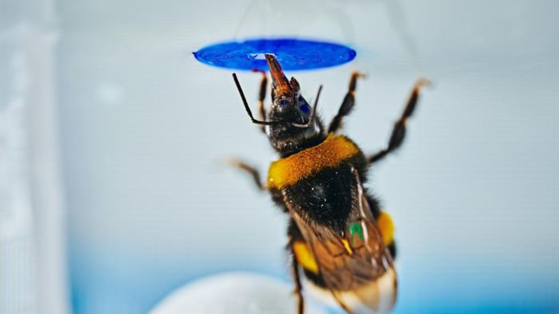 Bumble bees spontaneously solve object-manipulation tasks without prior training