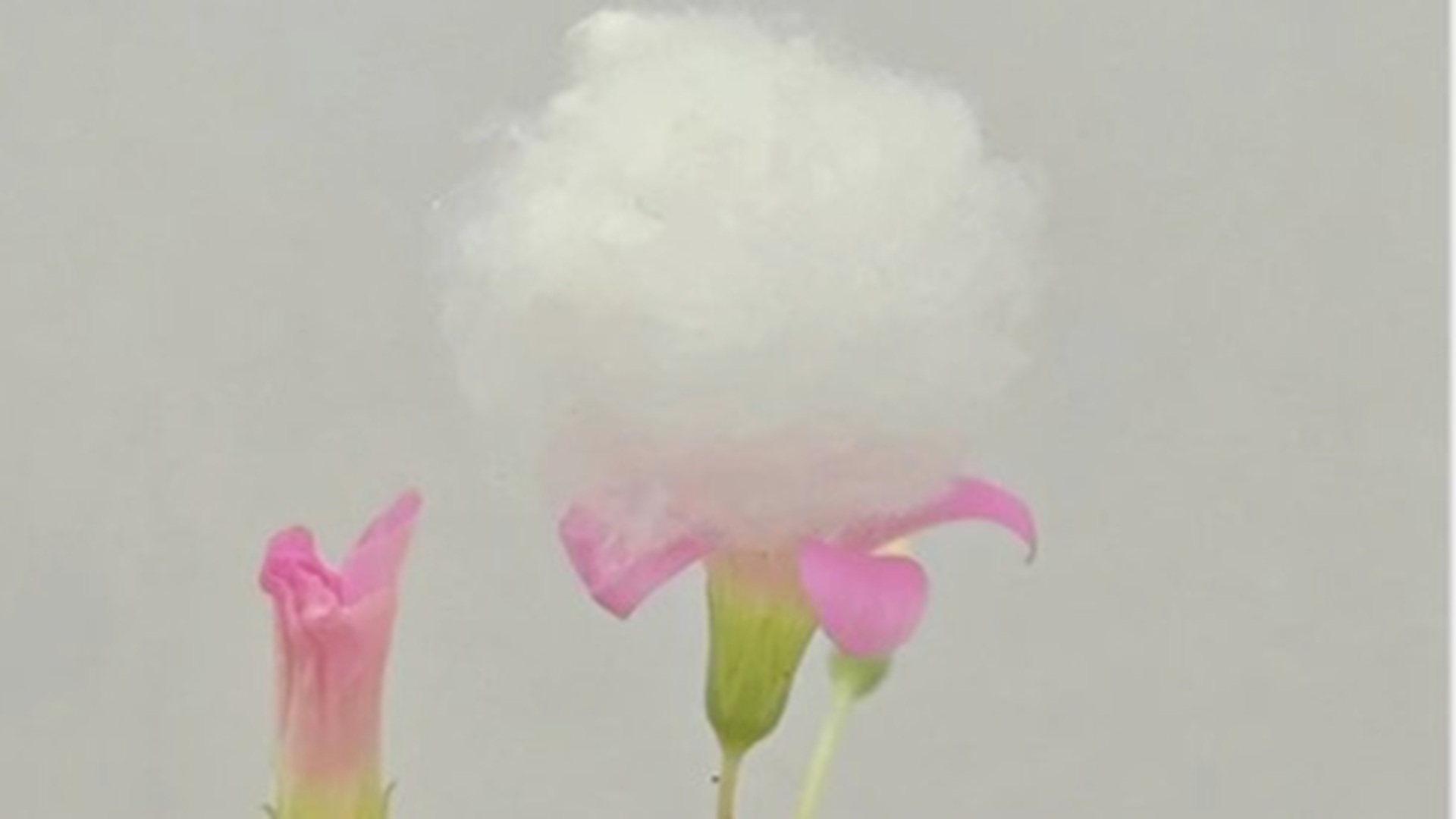 Cotton-inspired phase-change aerogel fabric achieves active thermodynamic heat regulation
