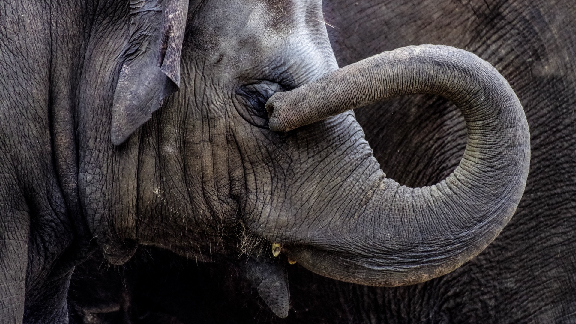 Elephant trunk skin’s dual-zone design offers blueprint for advanced robotic grippers