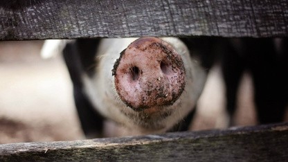 (g+) Online-Kriminalität: Die Betrugsmasche Pig Butchering wird zum globalen Massengeschäft