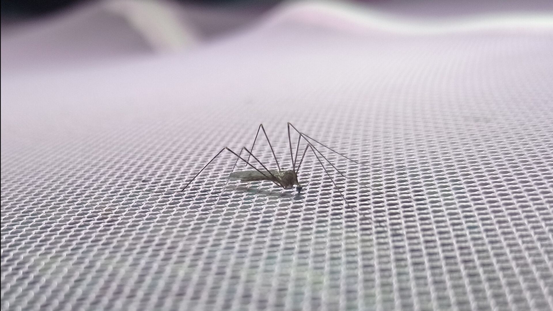 Google seeks approval to release 32 million sterile mosquitoes in US states