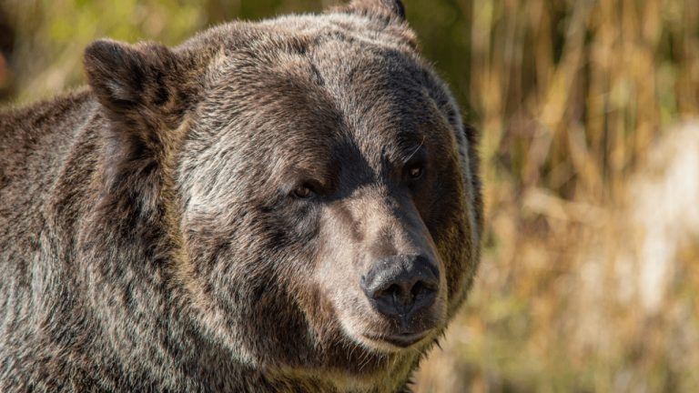 Grayscale Sees 2 Paths out of Bitcoin Bear Market as Key Catalysts Near