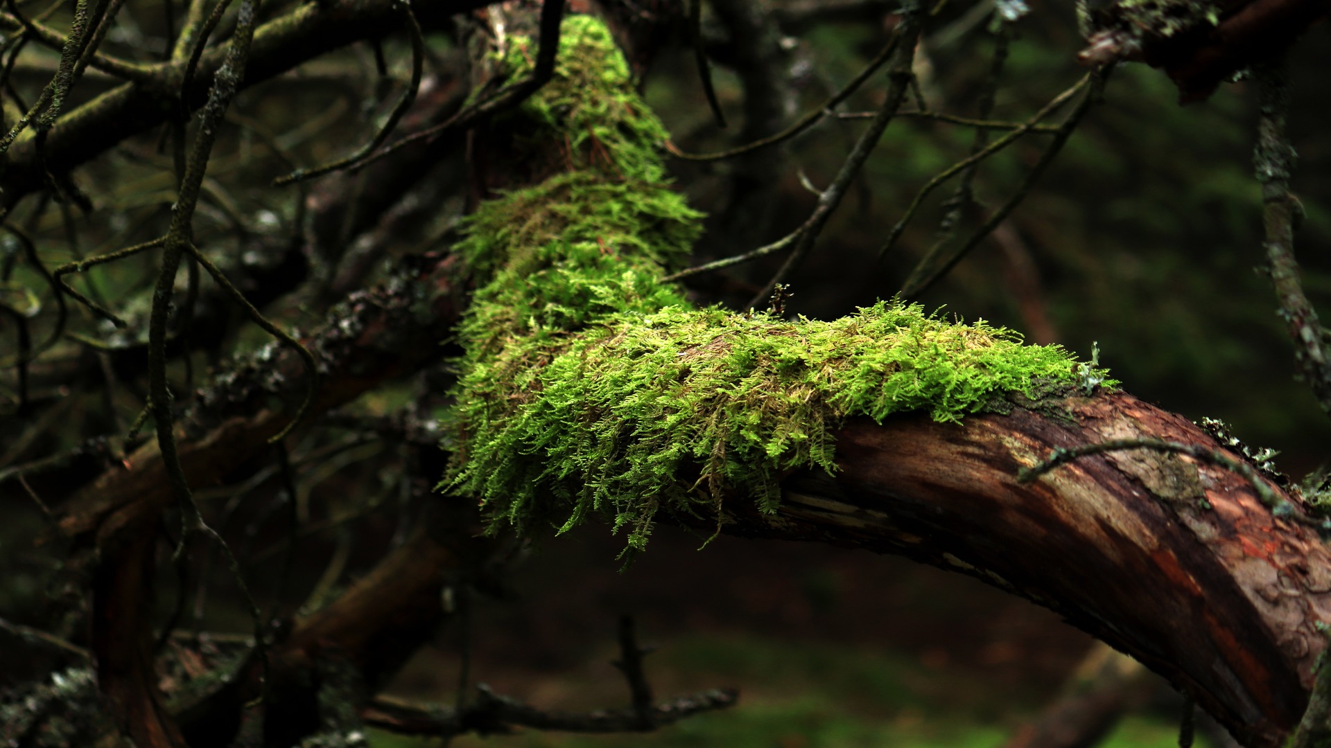 In a first, scientists find evidence of fungi hiding inside moss cells