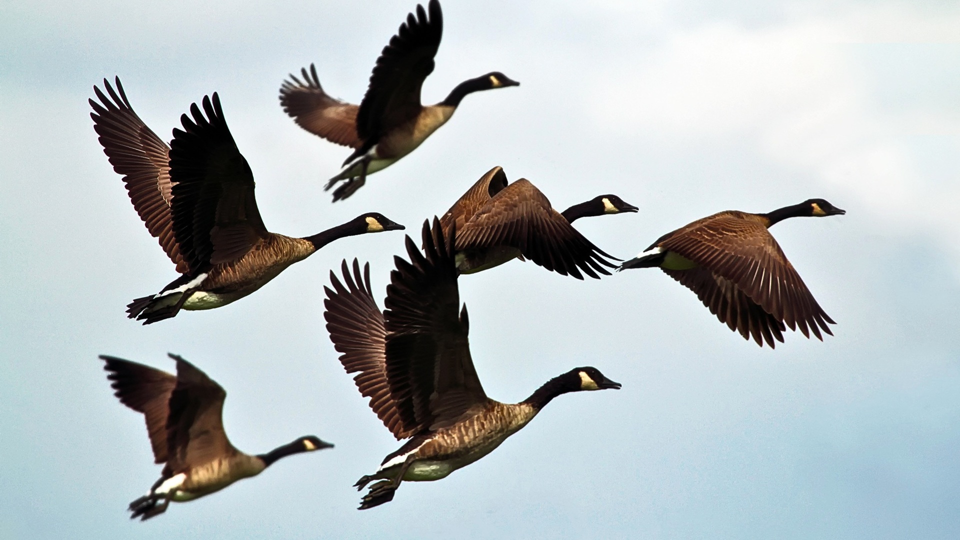 NYU scientists reveal flocking birds mimic soft crystal mechanics in group movements