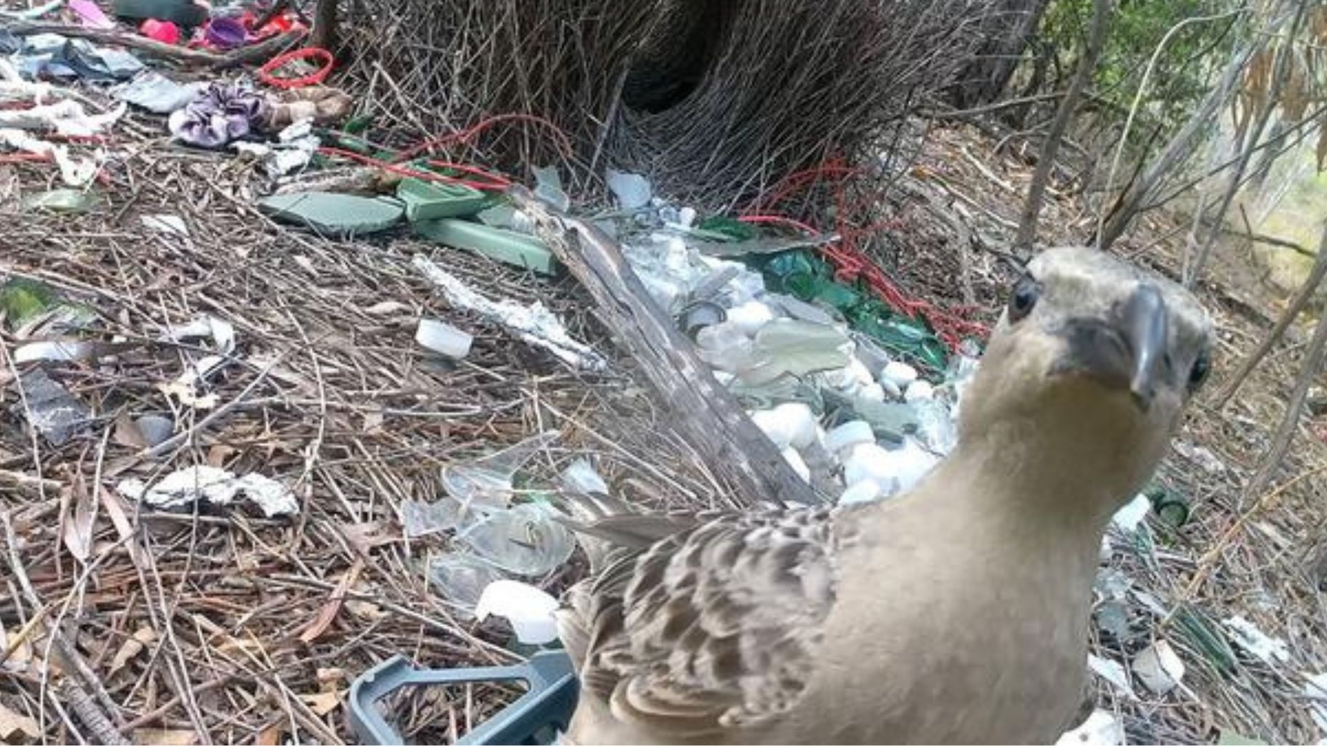Urban bowerbirds prefer human-made items over natural materials for courtship