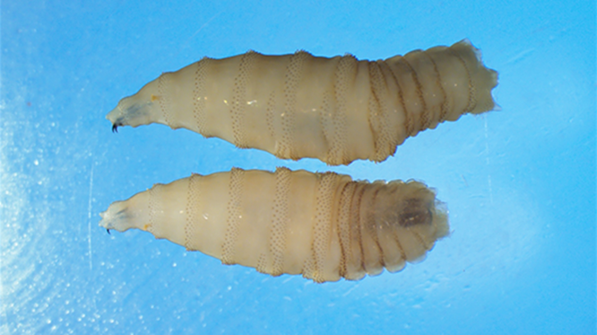 US unleashes millions of flies and sniffer dogs to stop flesh-eating screwworms
