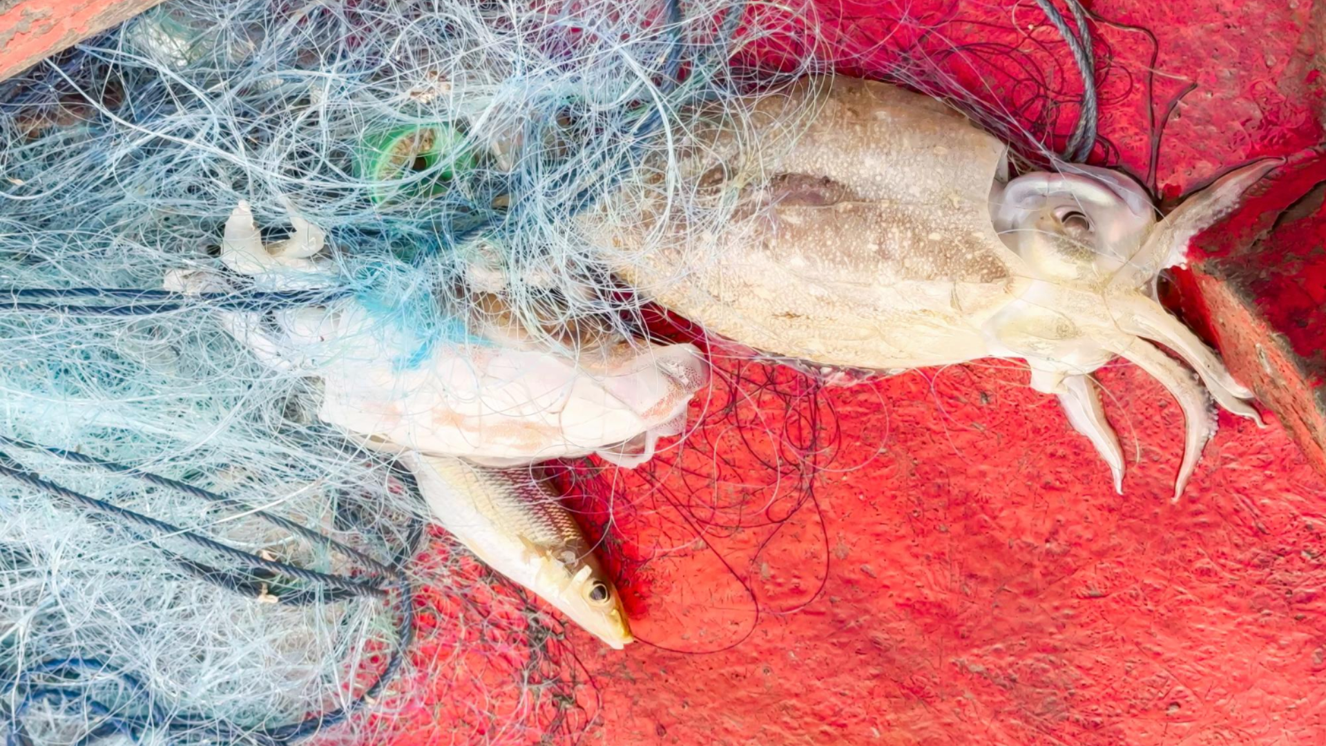 World’s first smart squid-fishing robot that mimics humans begins sea trials in China