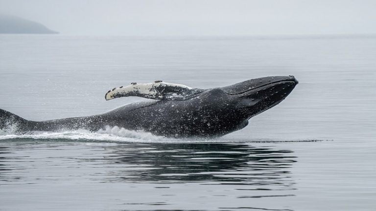A Bitcoin Whale Just Woke up With $188M After 7 Years — Here’s What Else Moved
