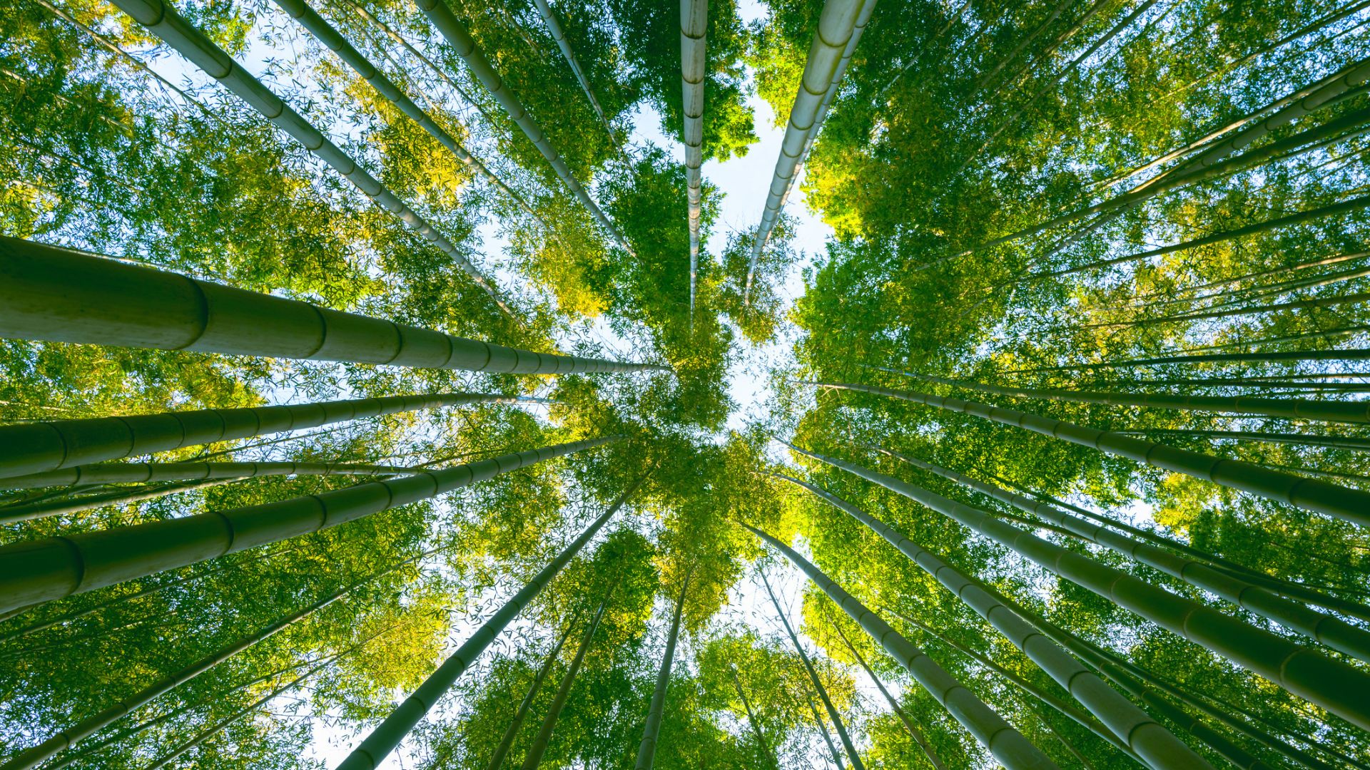 Bamboos to beat desertification: China turns fast-growing grass into green sand barriers