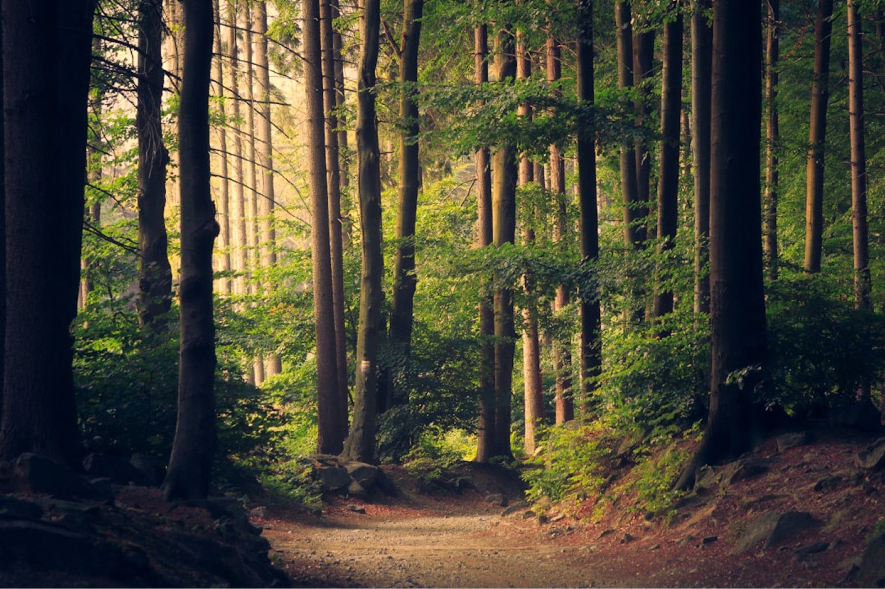 Can Blockchain Help Save the Planet? Understanding Regenerative Finance (ReFi)