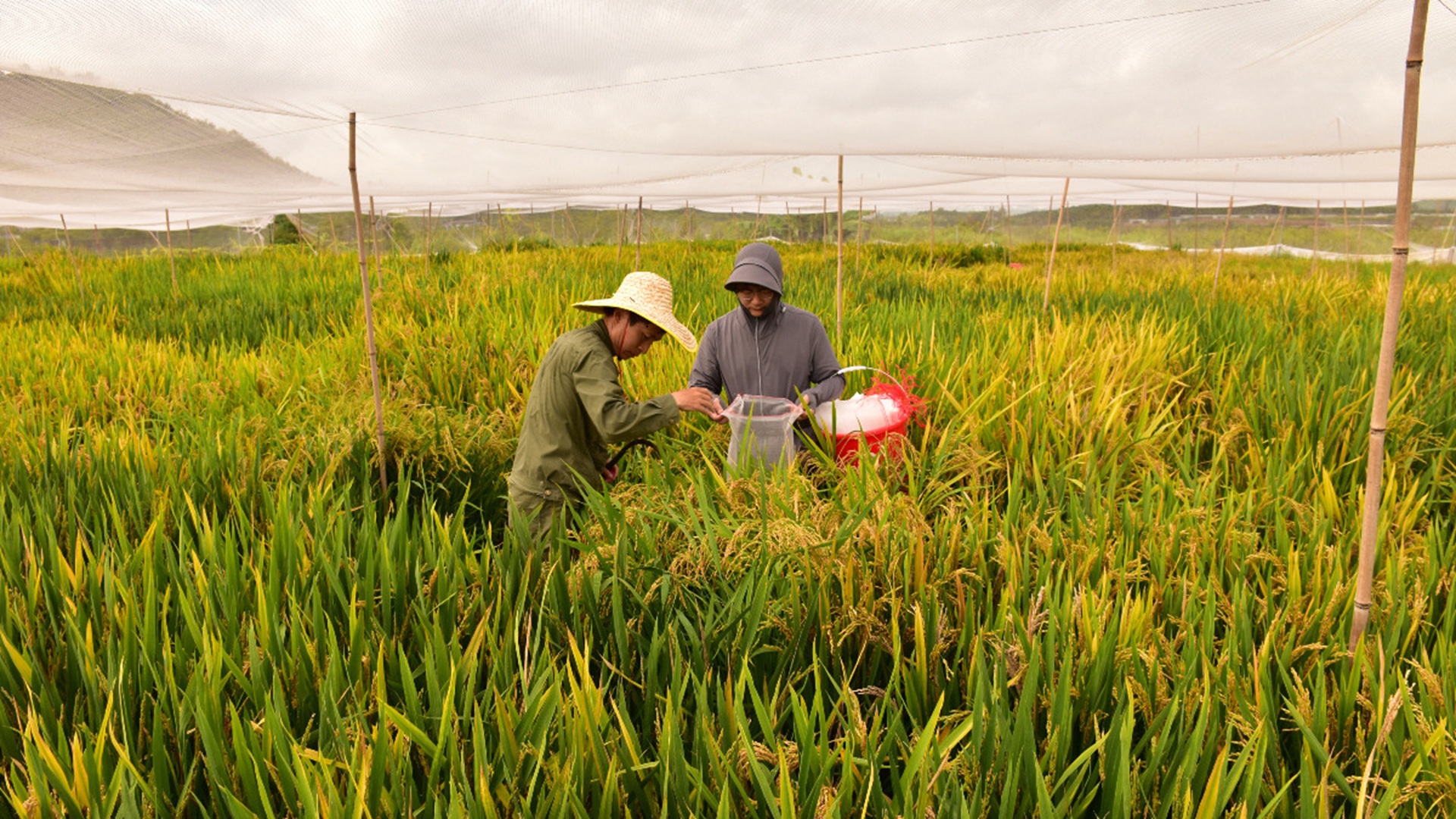 China achieves 99% hybrid rice seed cloning with HUAXU gene, cuts annual seed costs