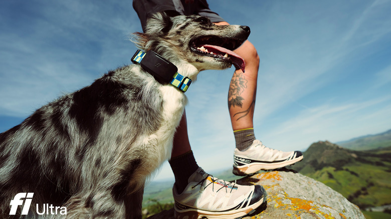 Fi Ultra pet tracker uses T-Mobile’s Starlink satellite service for coverage