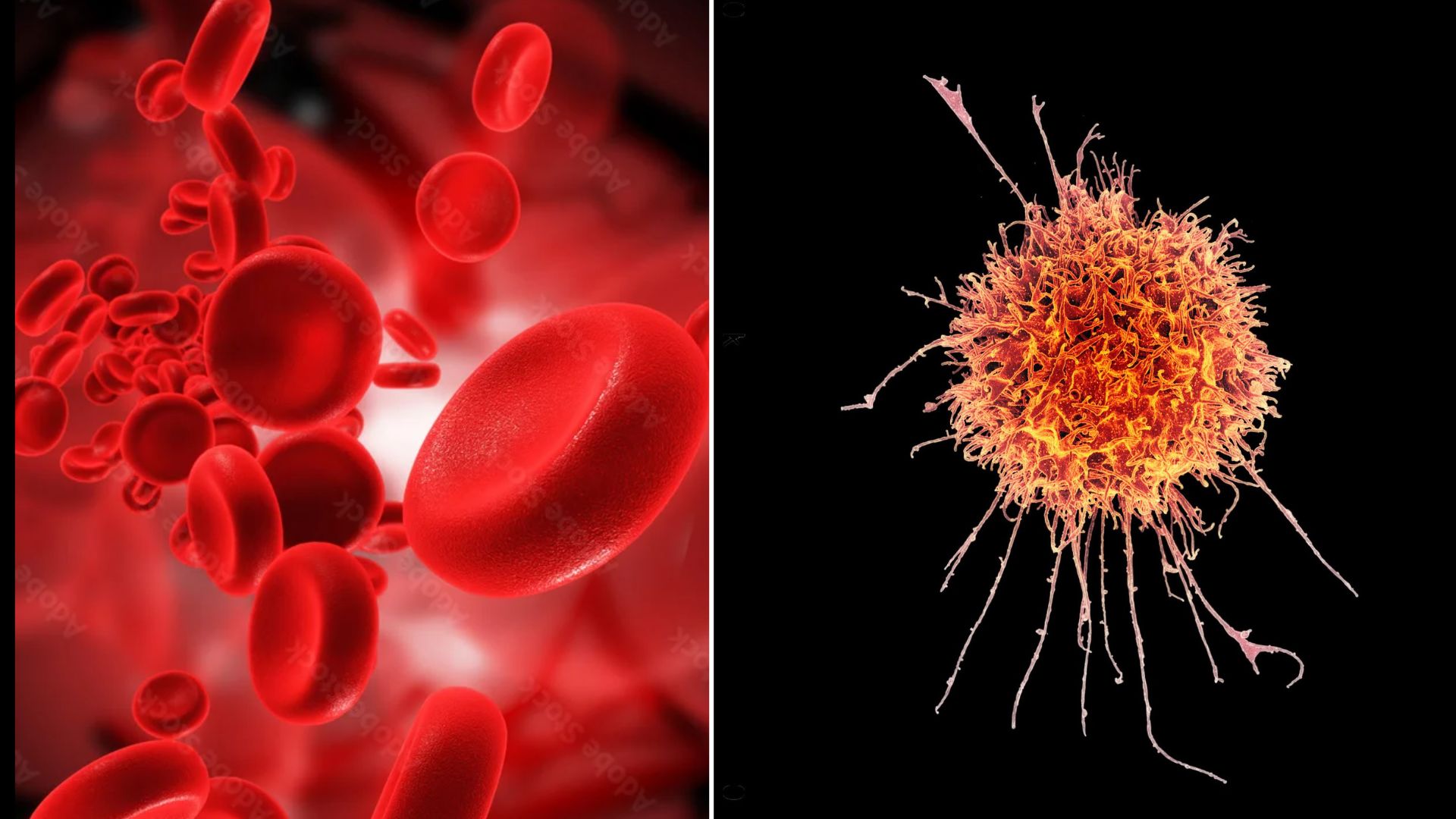 How many cells are in the human body? Here’s what the science says