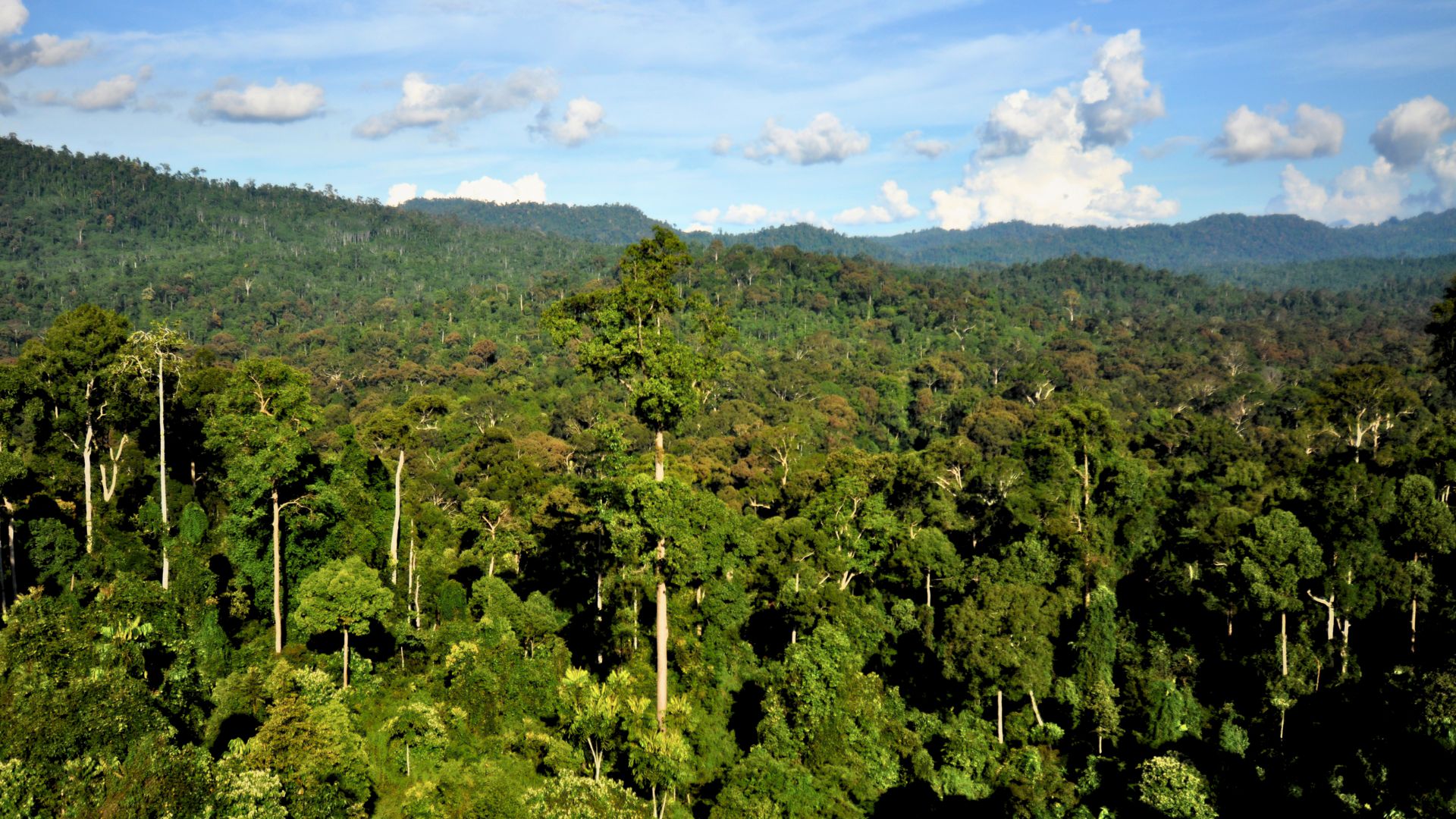 How many trees exist on Earth? A look at the numbers behind our forests