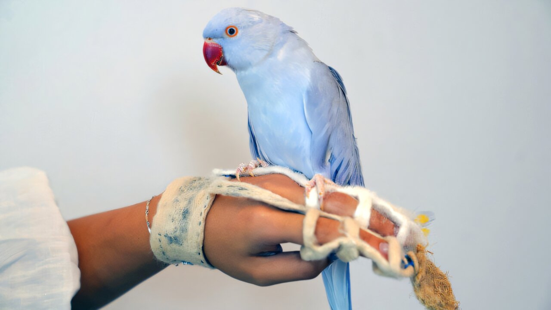Student gives her Parakeet real role in designing wearable perch for her hand