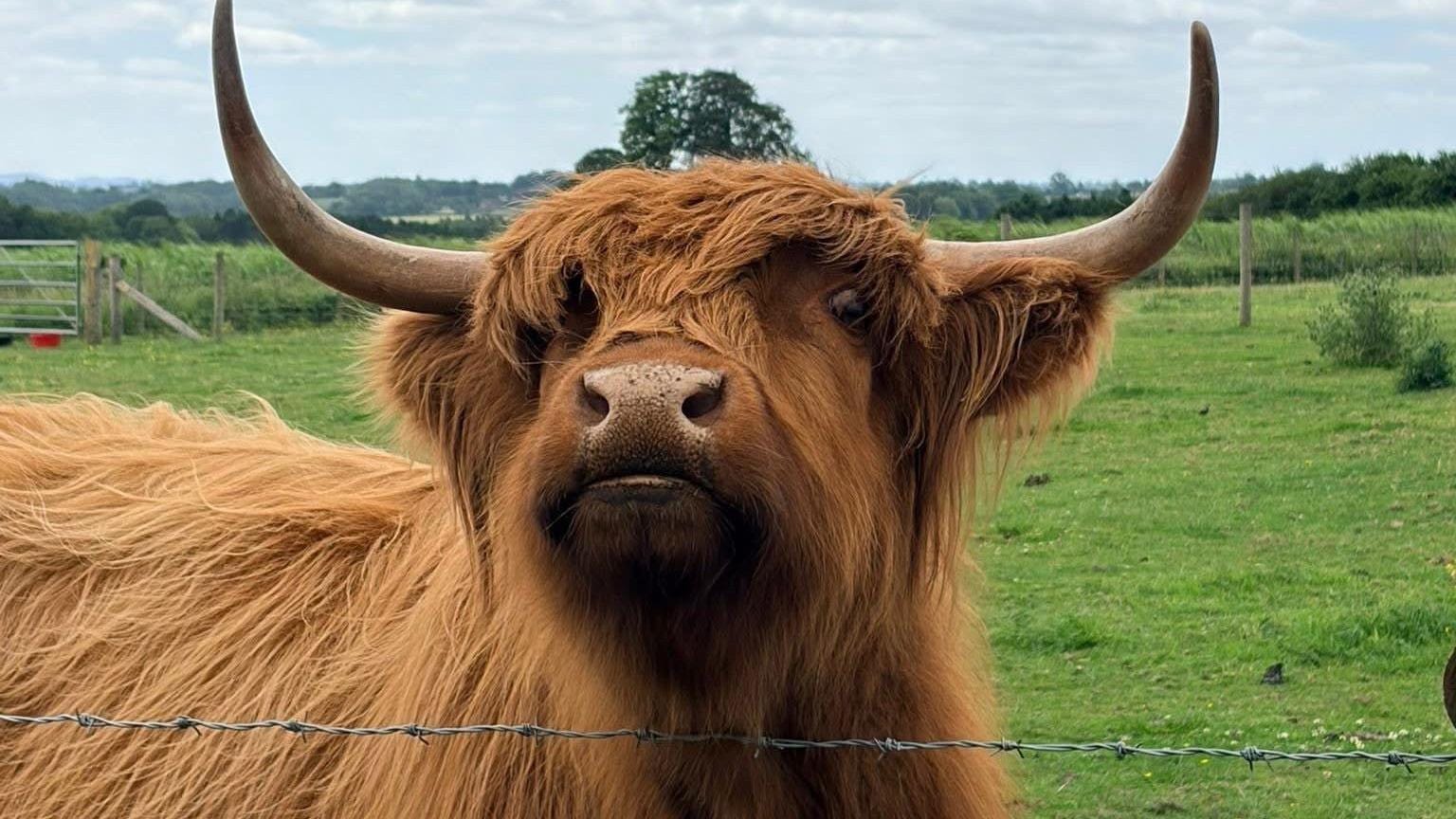 Why Brazil Has Turned Cows Into Digital Collateral
