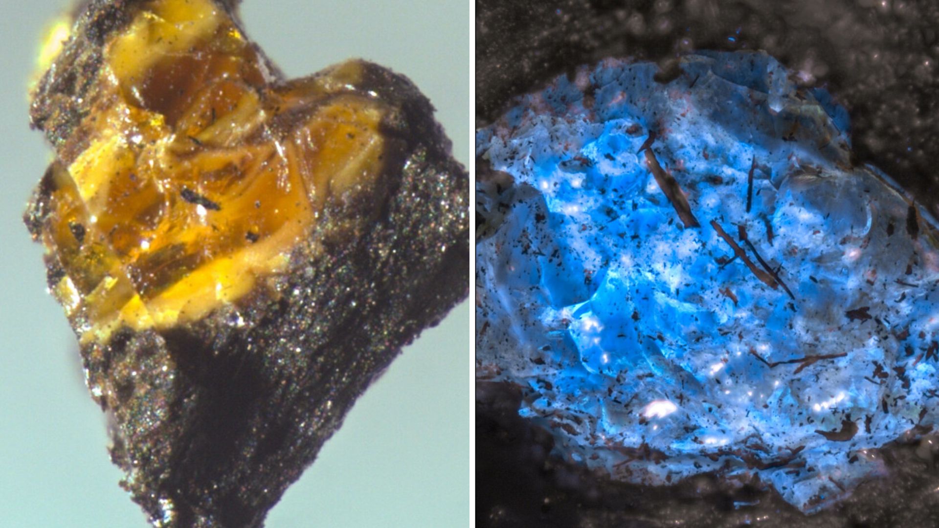 World’s oldest 385-million-year-old amber found in China shifts plant timeline