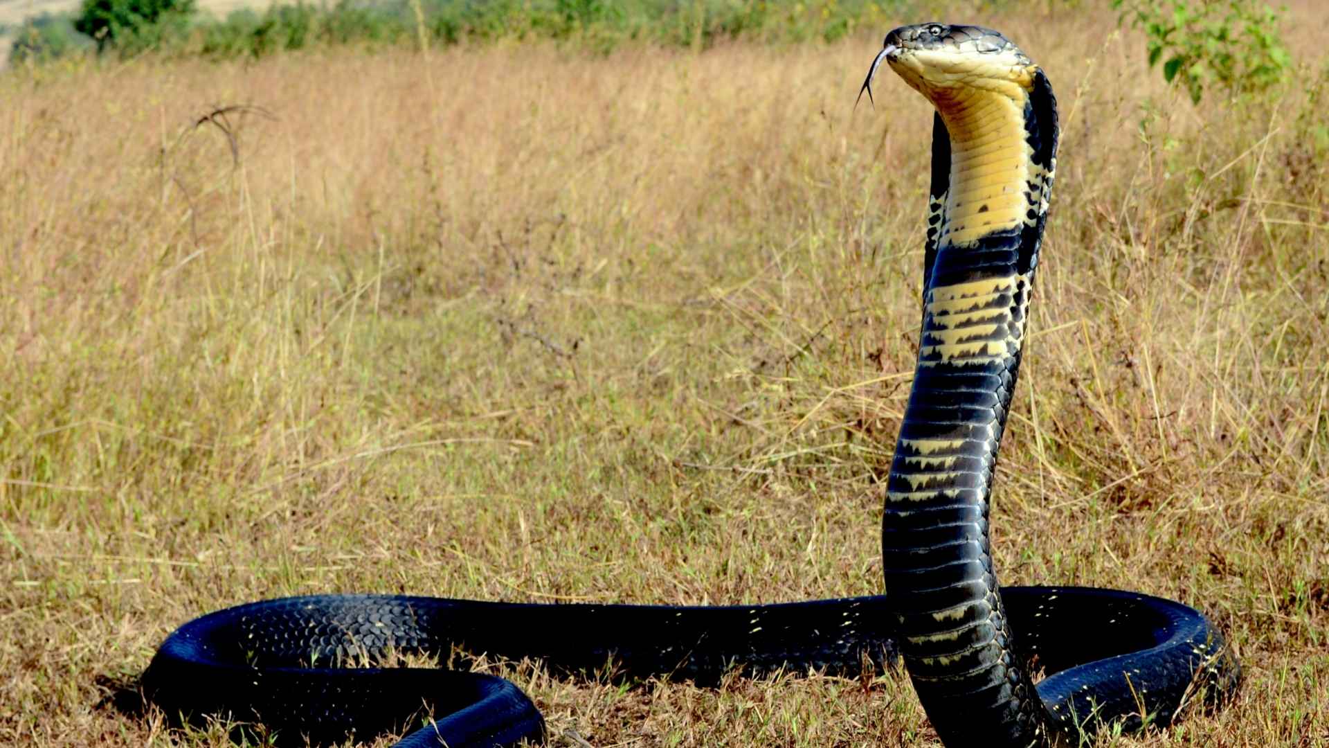 10 of the world’s deadliest venomous snakes and what makes them so dangerous