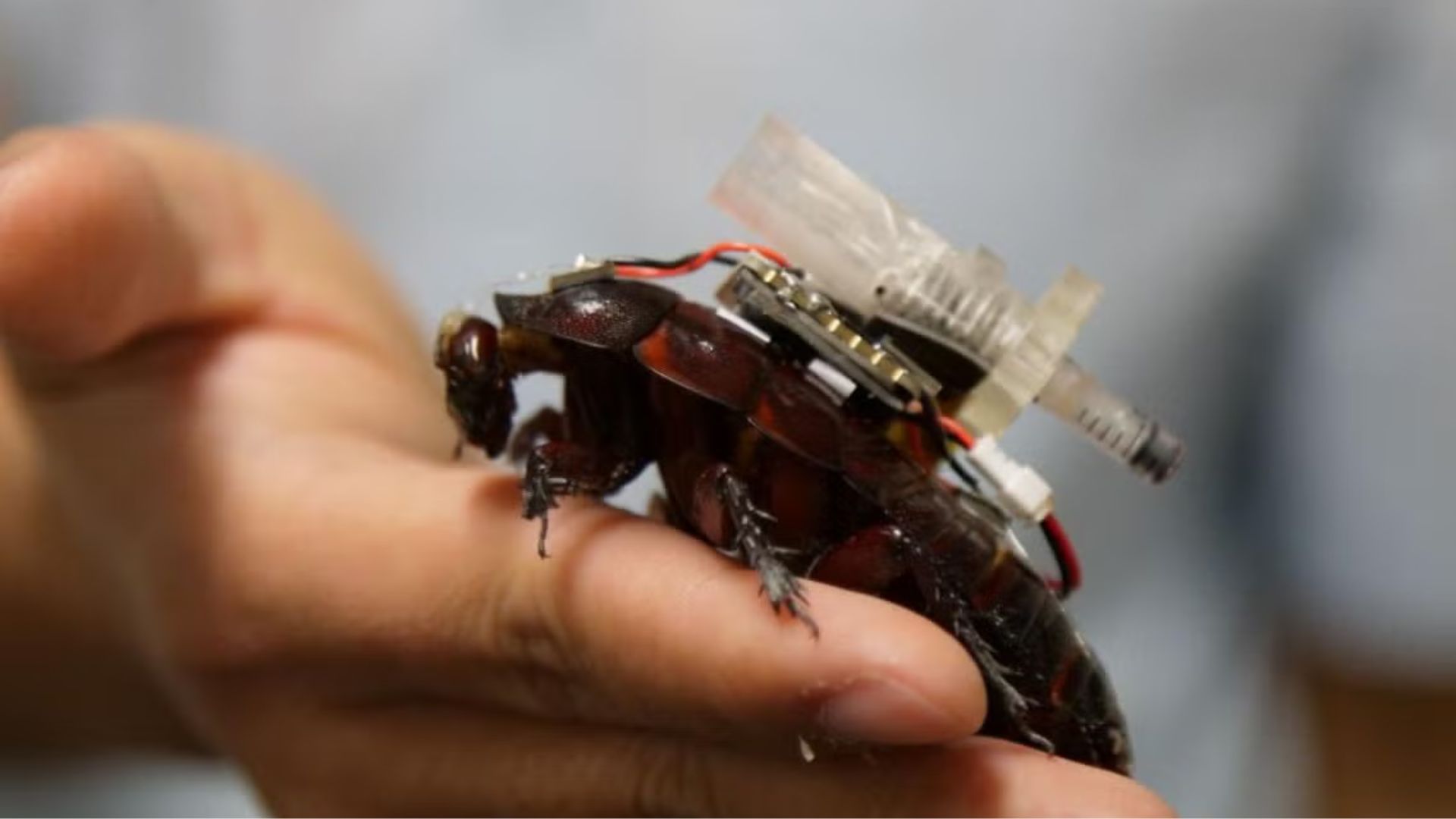 Cyborg cockroaches can act as rescue robots for survivors in disaster-struck areas