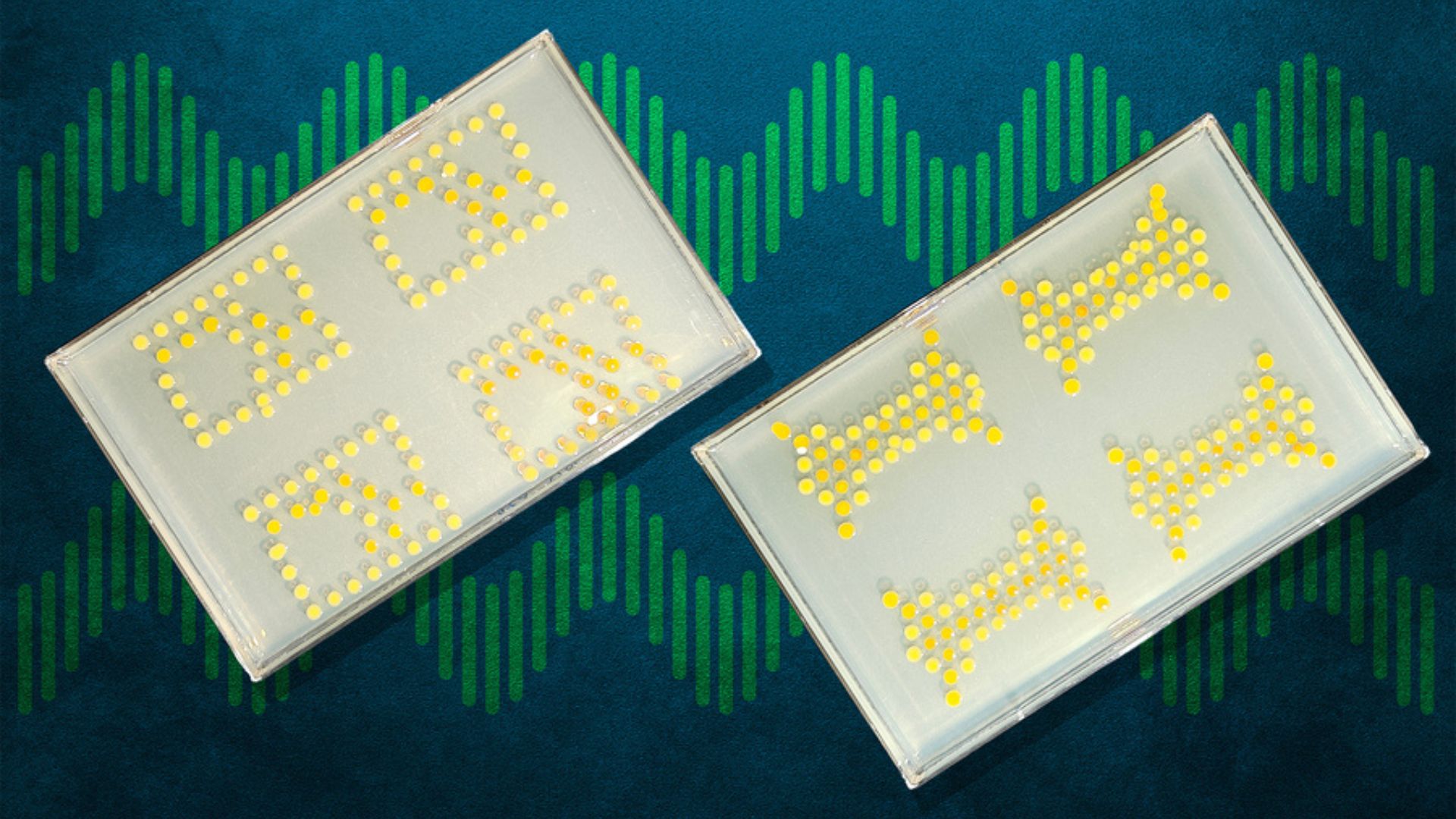 New biological transistors use living bacteria to compute logic inside live plants