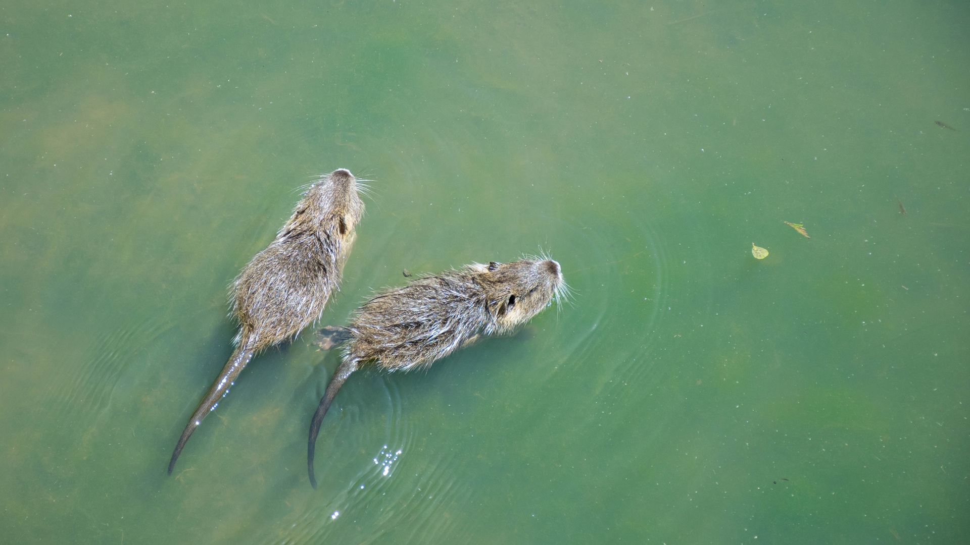 125-million-year-old fossil: Earliest true mammal ever built for swimming