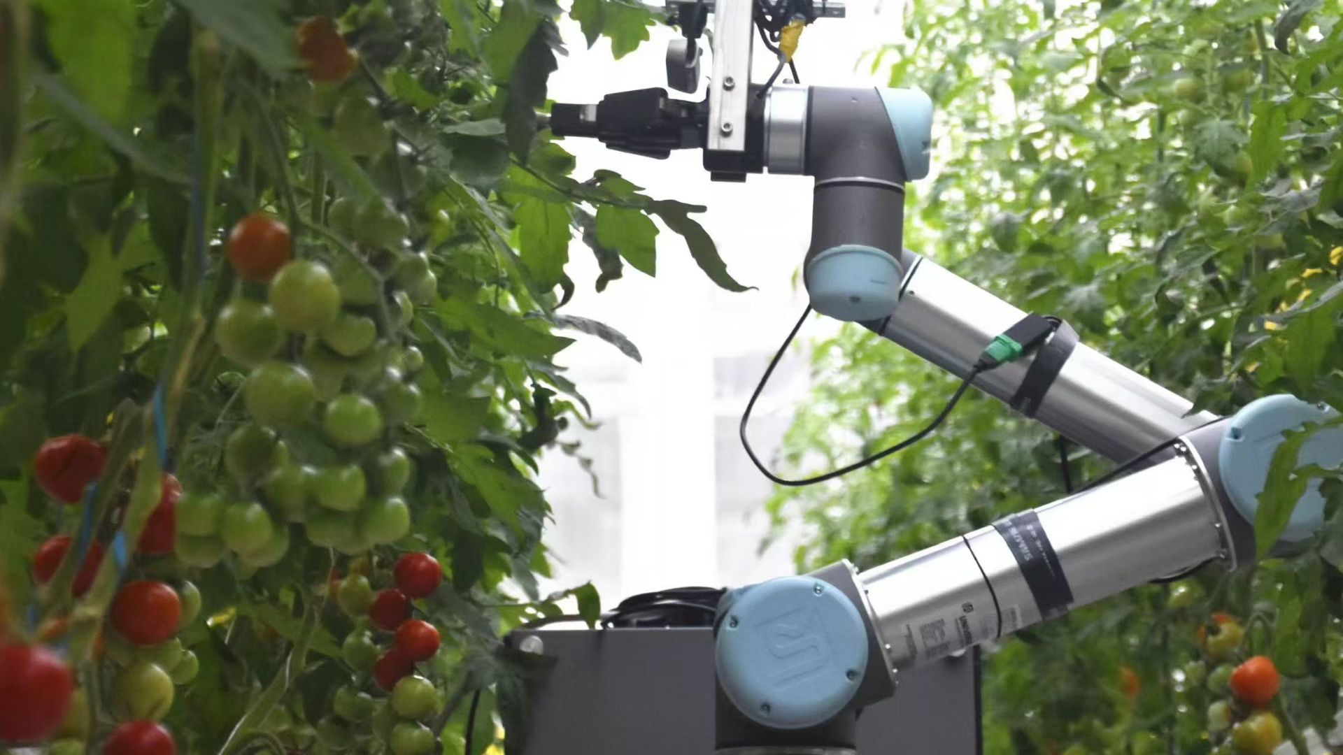 93% accuracy: China builds humanoid robot capable of crop pollination