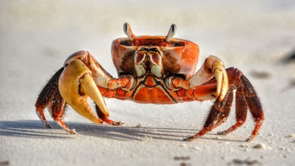 Aus Versehen v2.0: Openclaw 2.0 bringt Widgets und verbesserte Zusammenarbeit
