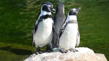 Ohne Hypervisor: Linux-Fork startet mehrere Kernels auf einem Computer