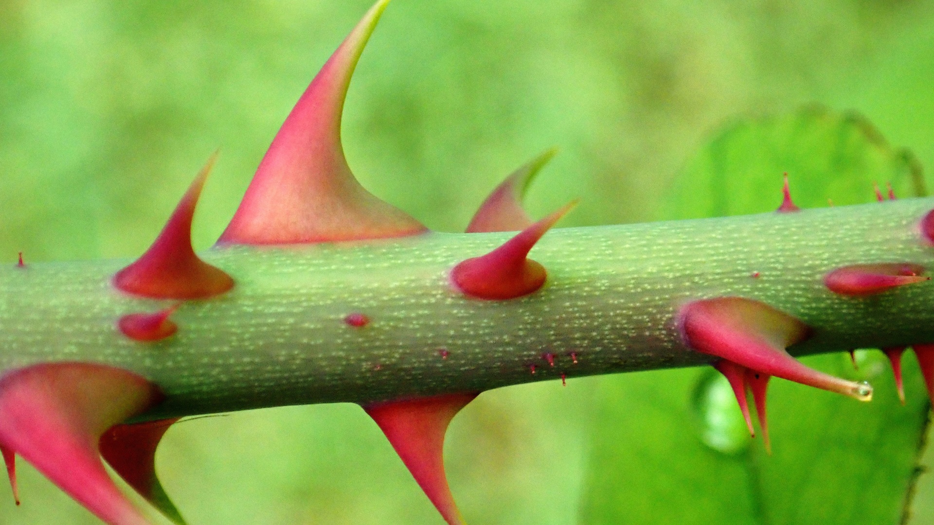Too round and it bends, too flat and it snaps: The physics behind a rose thorn