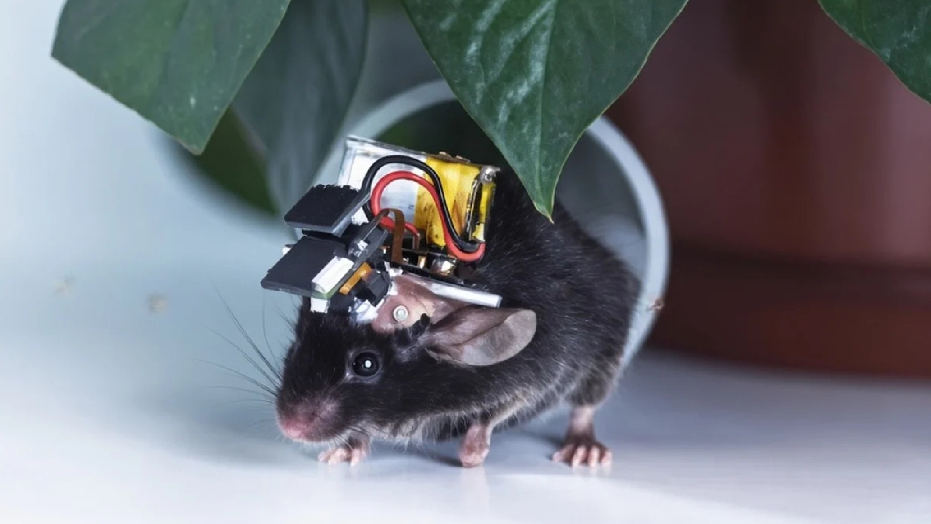 Airscope: World’s smallest wearable brain monitor tracks 8,500 neurons wirelessly