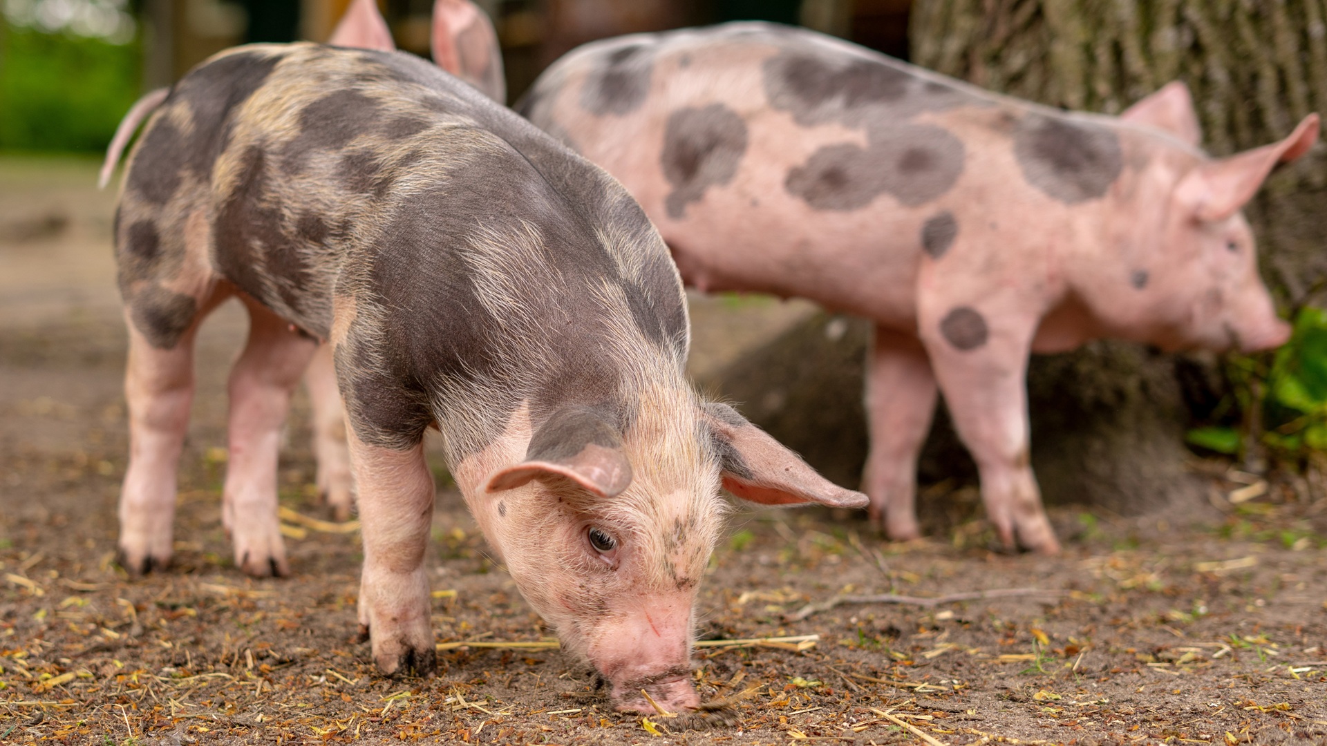 Glass-frozen for a year at minus 238°F, pig kidneys work again: A first for transplants