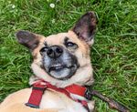 Übersetzer für Hunde und Katzen: Viel Verlockung, wenig Wissenschaft