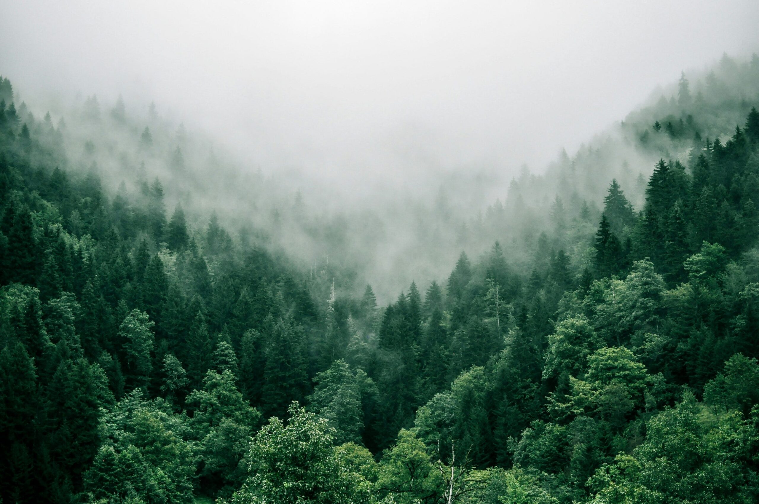 What If Every Dollar Printed Removed CO2?